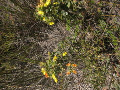 Rafnia capensis capensis