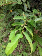 Castanea seguinii