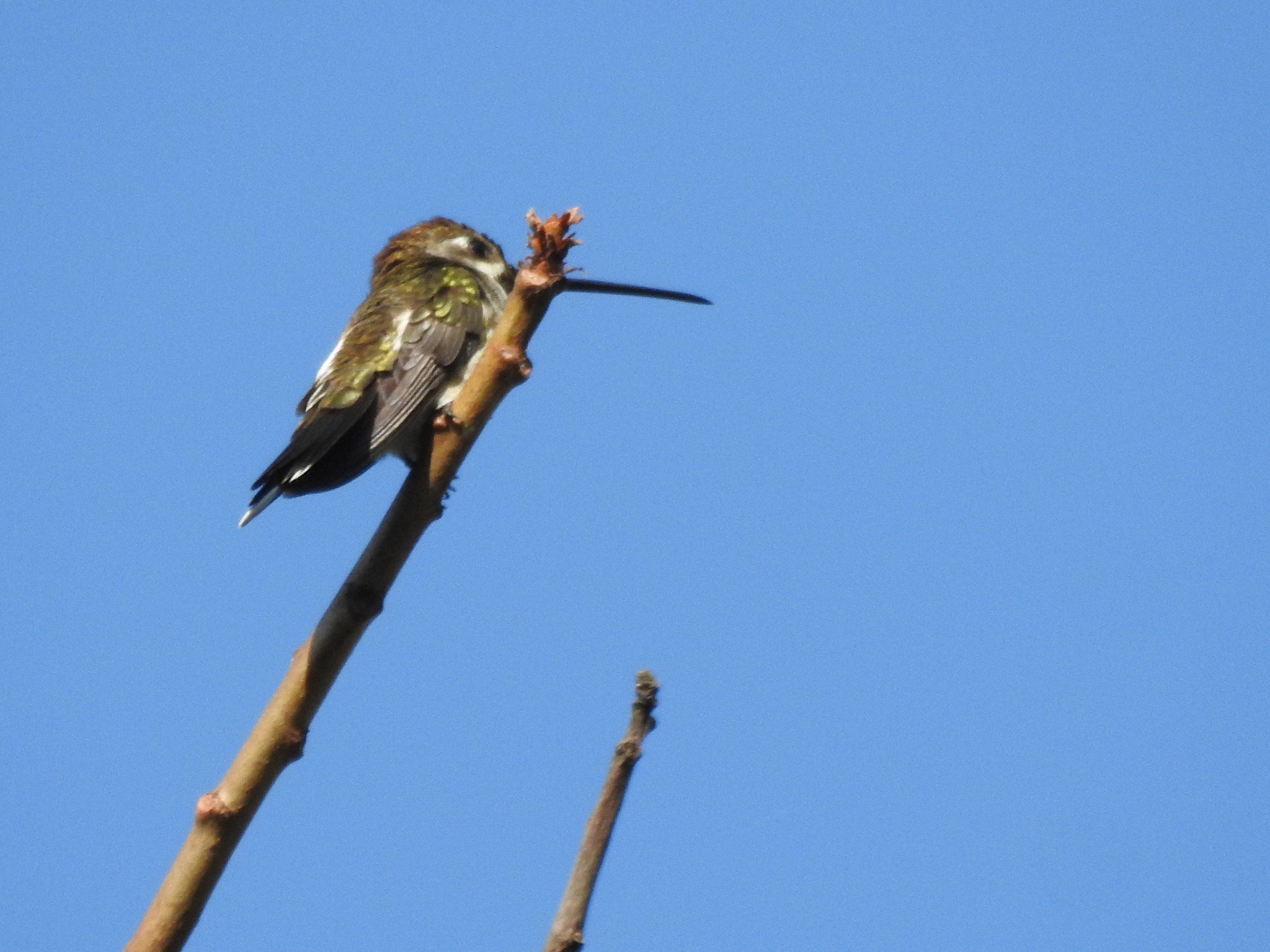 Heliomaster longirostris image