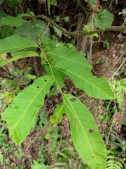 Castanea seguinii