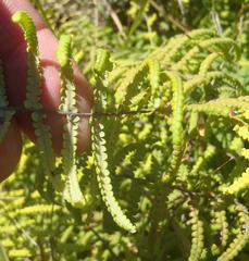 Gleichenia polypodioides