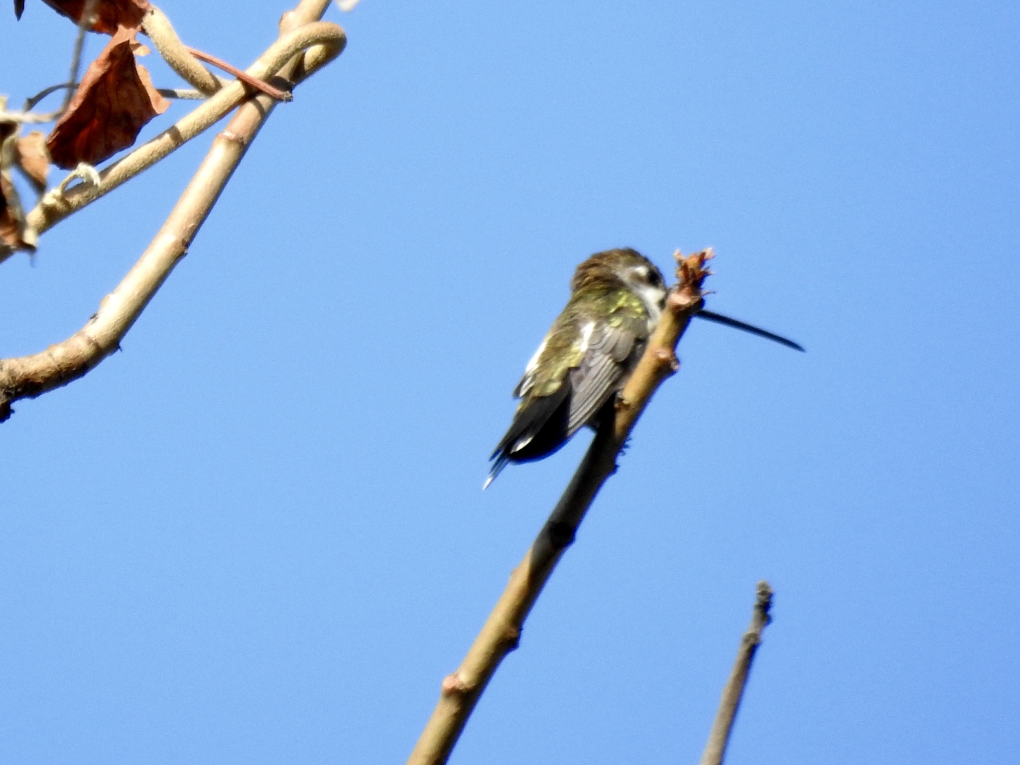 Heliomaster longirostris image