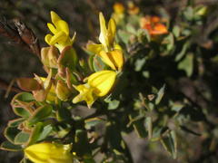 Rafnia capensis capensis