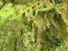 Epidendrum excisum
