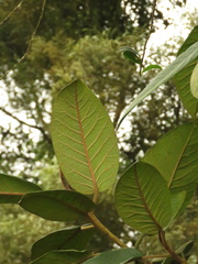 Ficus tequendamae