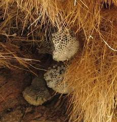 Belonogaster lateritia