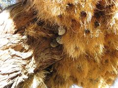 Belonogaster lateritia