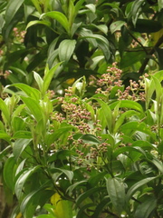 Miconia theizans