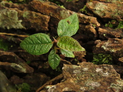 Ficus tequendamae