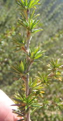 Cliffortia stricta