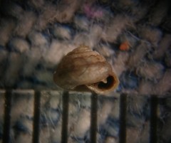 Strobilops