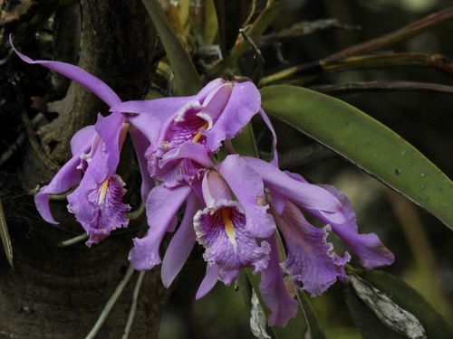 Cattleya maxima image