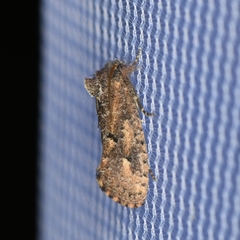 Acrolophus cockerelli