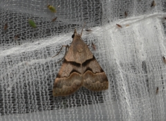 Hemeroplanis incusalis