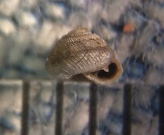 Strobilops