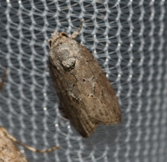 Garella