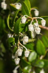 Gaultheria phillyreifolia