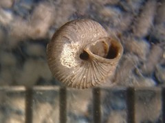 Strobilops