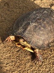 Rhinoclemmys pulcherrima rogerbarbouri