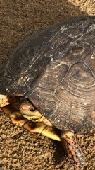 Rhinoclemmys pulcherrima rogerbarbouri