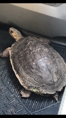 Rhinoclemmys pulcherrima rogerbarbouri