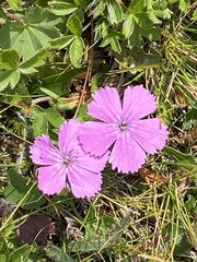 Dianthus glacialis