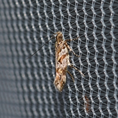 Aristotelia devexella