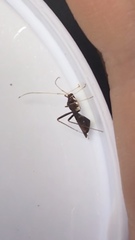 Paraxenetus guttulatus