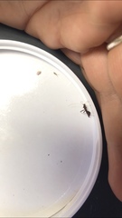 Paraxenetus guttulatus