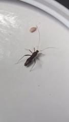 Paraxenetus guttulatus