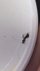 Paraxenetus guttulatus