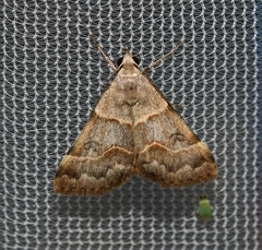 Hemeroplanis rectalis