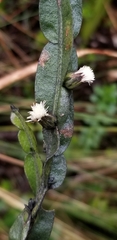 Baccharis genistelloides