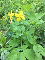 Chelidonium majus