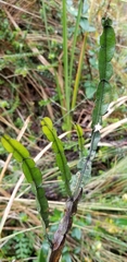 Baccharis genistelloides