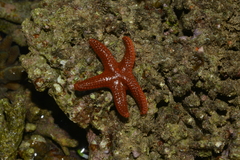 Fromia milleporella