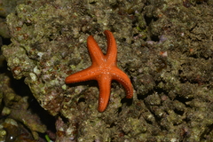 Fromia milleporella