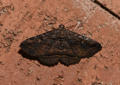 Zaleops umbrina