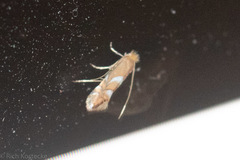 Phyllonorycter aeriferella
