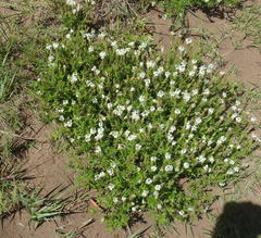 Dischisma ciliatum erinoides