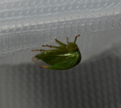 Spissistilus festinus