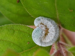 Monostegia abdominalis