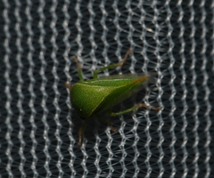 Spissistilus festinus