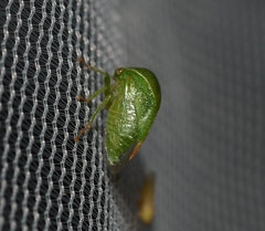 Spissistilus festinus