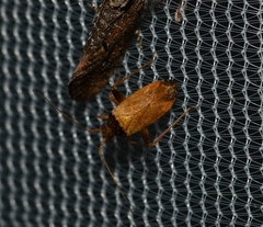 Phytocoris ramosus