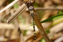Hemicordulia intermedia