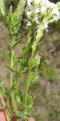 Dischisma ciliatum erinoides