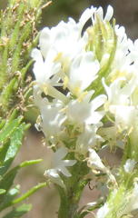 Dischisma ciliatum erinoides