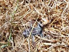 Rhinella atacamensis