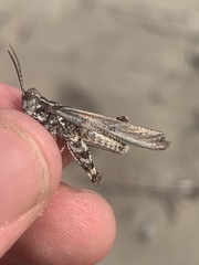 Trimerotropis huroniana